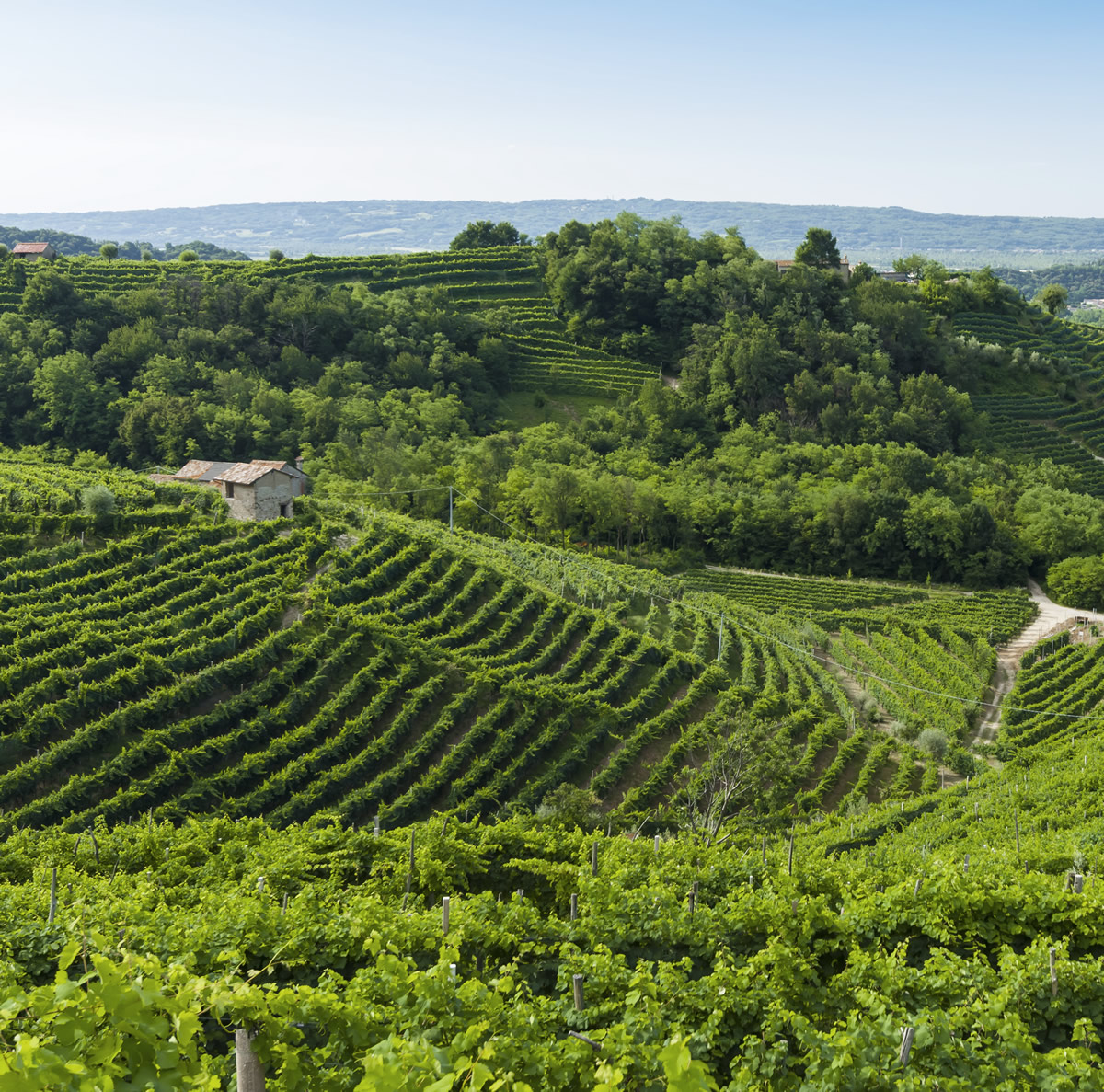 collineprosecco
